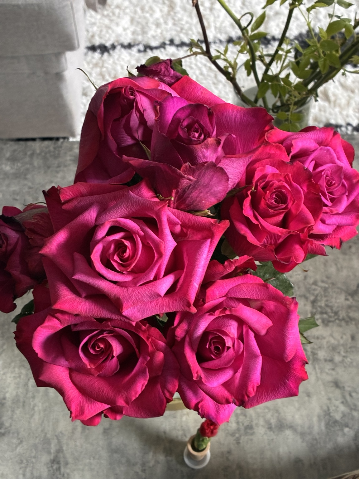 Magenta roses